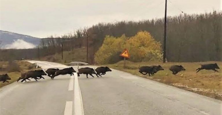 Εύβοια: «Ντου» από αγριογούρουνα σε κεντρικό δρόμο – Μεγάλη προσοχή!