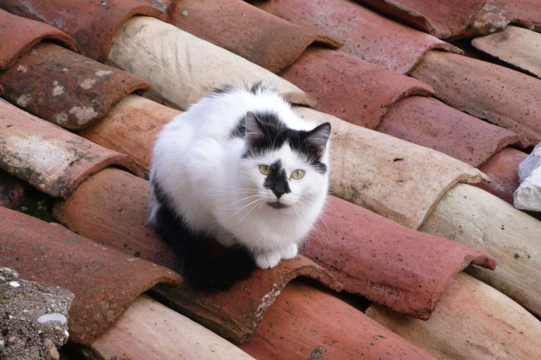 Τι κάνει νιάου νιάου στα κεραμίδια;;;