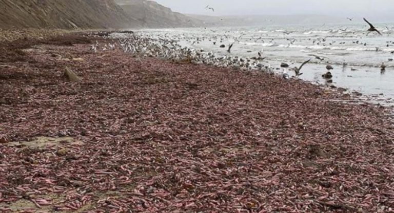 Παραλία γέμισε ψάρια σε σχήμα… πέους!