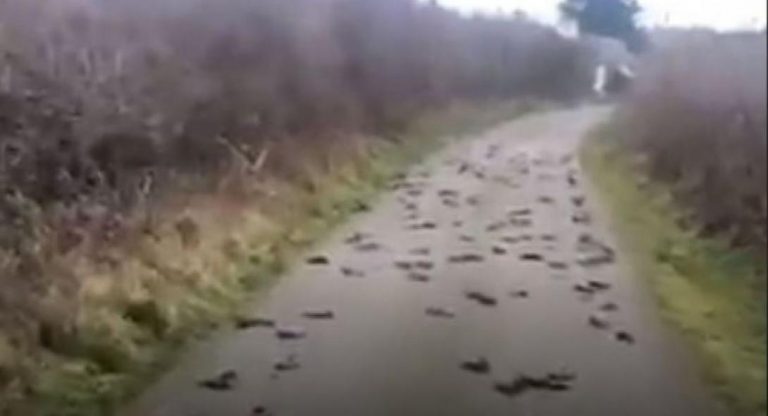 Μυστήριο: Κεντρικός δρόμος γέμισε με εκατοντάδες νεκρά πουλιά