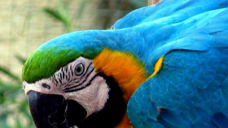 Ηταν ενας παπαγαλος φιλος μου ο Imago …