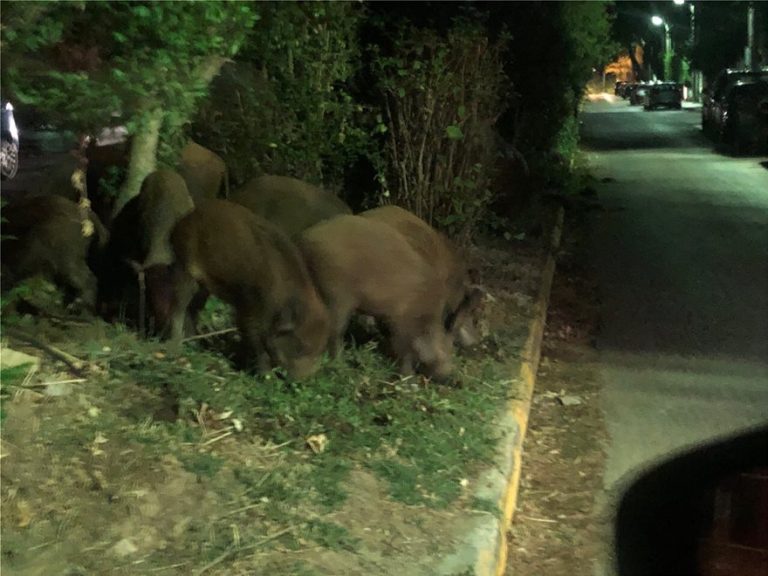 Μαμά και τέσσερα αγριογουρουνάκια βόλτα στο ΨΝΑ Δαφνίου!