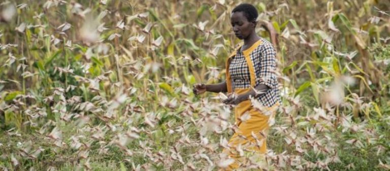 Σμήνη ακρίδων σαρώνουν την ανατολική Αφρική – Εξαιτίας των ακραίων καιρικών μεταβολών