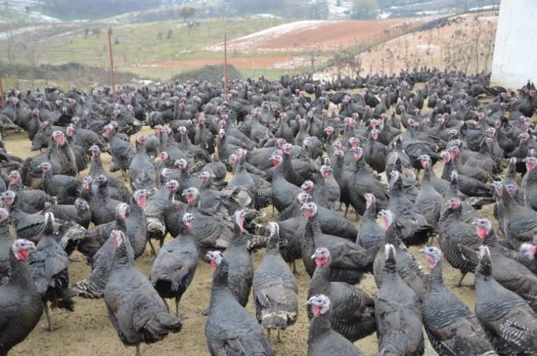 Βρετανία: Οι μισές γαλοπούλες που εκτρέφονταν για τα Χριστούγεννα πέθαναν λόγω της γρίπης των πτηνών