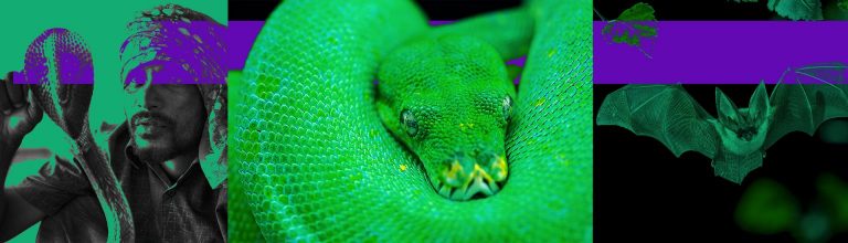 ΑΠΟ ΤΑ ΦΙΔΙΑ ΠΡΟΗΛΘΕ Ο ΘΑΝΑΤΗΦΟΡΟΣ ΚΟΡΟΝΟΙΟΣ;