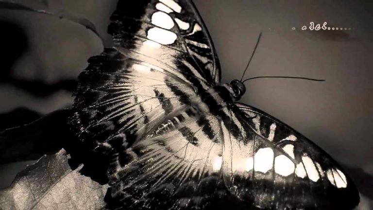 Μουσικουλα …. αναμενε “θαυματα” ..!