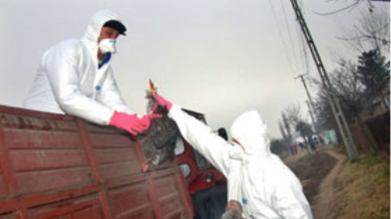 Ρουμανία: Δεύτερο κρούσμα γρίπης πτηνών σε αγρόκτημα στο Μαραμούρες