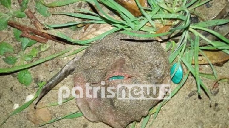 Ντομάτα χλαπάτσα ήταν τελικά το παράξενο «πράγμα» στην Ηλεία