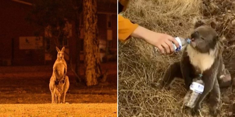 Στην Αυστραλία, η ανάσα του πλανήτη μυρίζει θάνατο