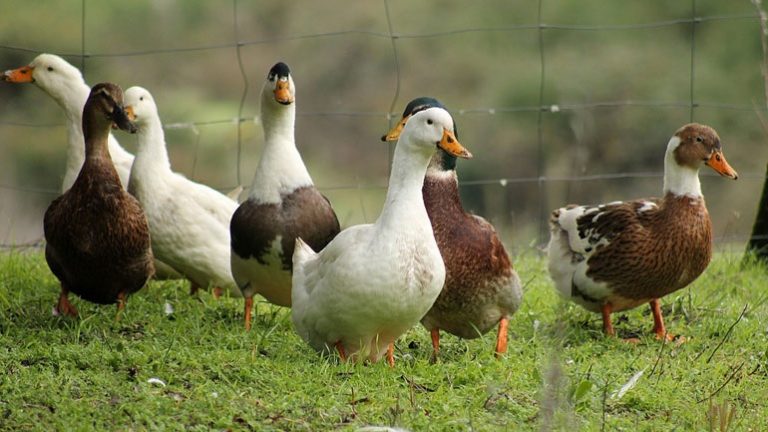 Κρούσματα γρίπης των πτηνών σε πτηνοτροφείο στη Βουλγαρία