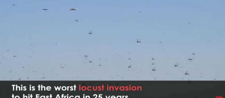 Σουδάν: Τεράστια «εισβολή» ακρίδων σε καλλιέργειες – Καταστρέφουν ότι βρουν μπροστά τους
