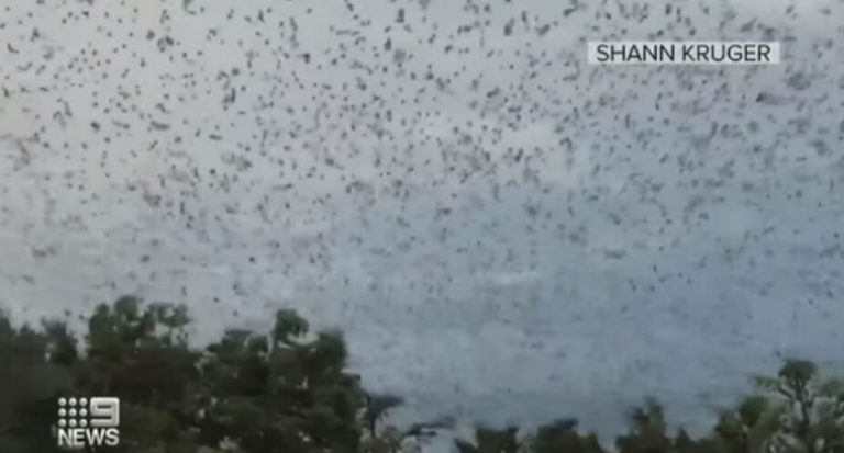 300.000 νυχτερίδες τρομοκρατούν το North Queensland στην Αυστραλία