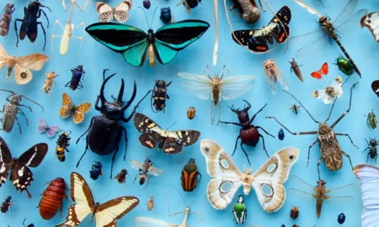 Τα έντομα εκπέμπουν SOS για τον πλανήτη: Μισό εκατ. είδη κινδυνεύουν με εξαφάνιση