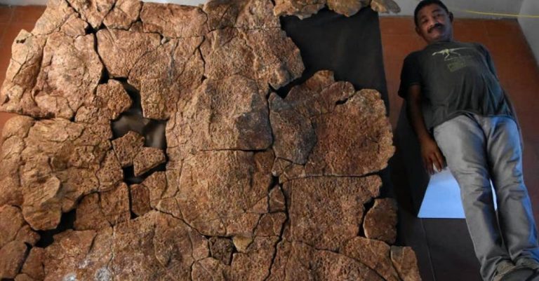 Απολίθωμα γιγάντιας χελώνας σε μέγεθος αυτοκινήτου