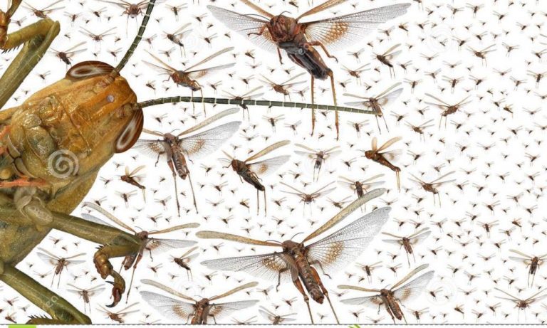 Εκατομμύρια ακρίδες “οργώνουν” την Αφρική!!!