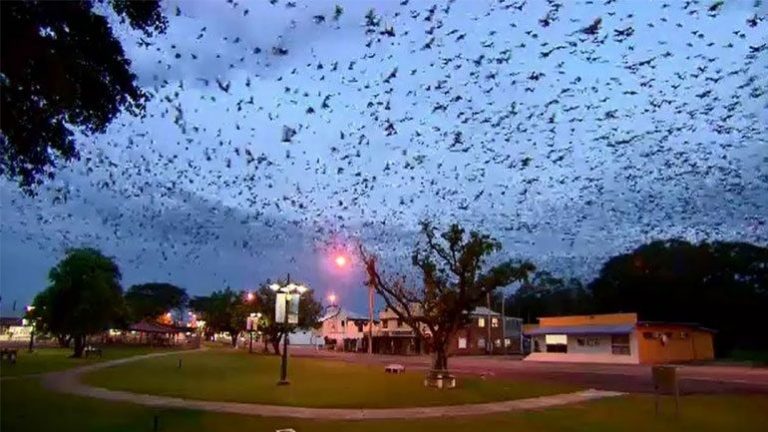 Σαν ταινία θρίλερ: Εισέβαλαν στην πόλη 300.000 νυχτερίδες!