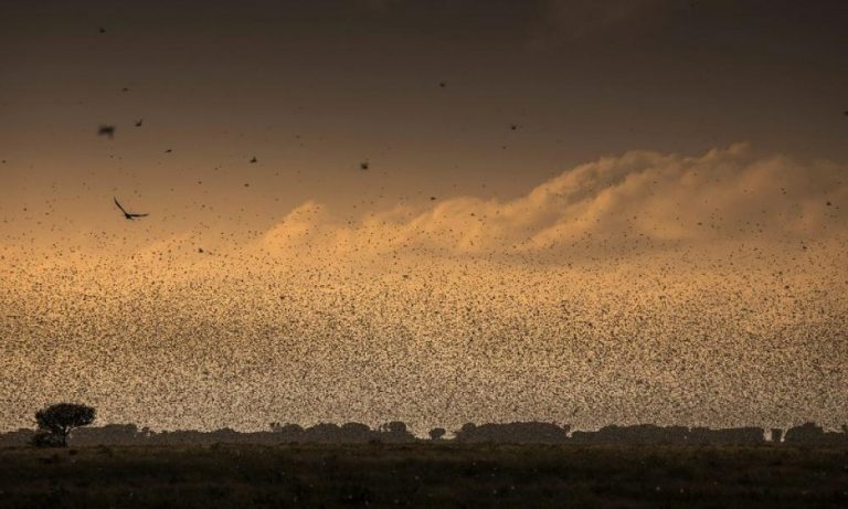 Σμήνη από εκατομμύρια ακρίδες στην Τουρκία – Αμερικανικό ΜΜΕ: “Υπάρχουν υπόνοιες για μεγάλο αριθμό κρουσμάτων κορωνοϊού”