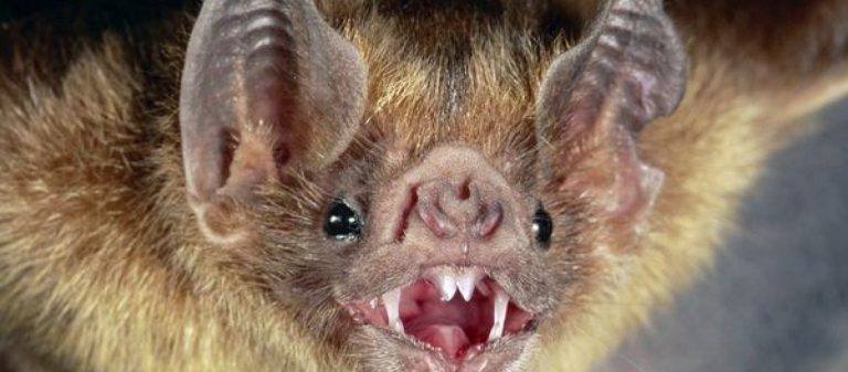 Γέμισε από νεκρές νυχτερίδες το Ισραήλ – Ανησυχία για «βιβλικές προφητείες»