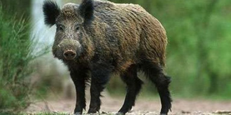 Κοπάδι αγριογούρουνα κόβει βόλτες στην Καλαμπάκα