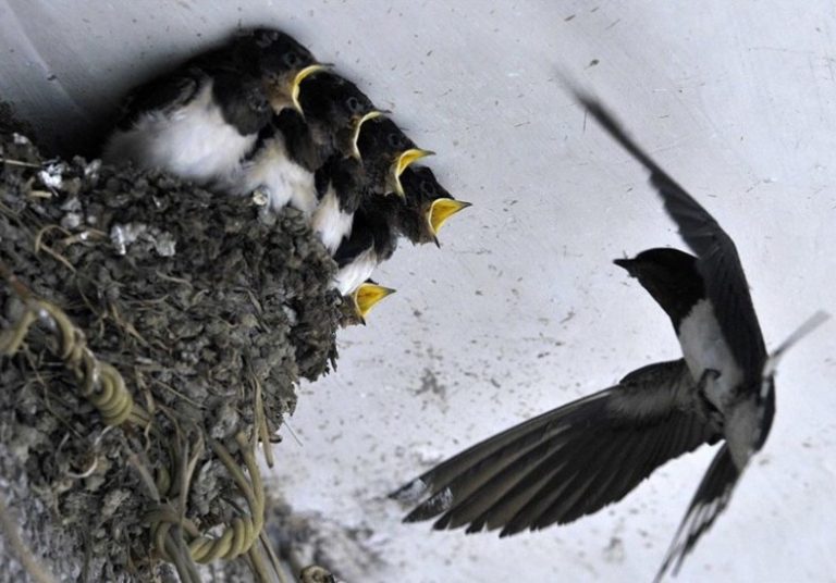 Τα Χελιδόνια