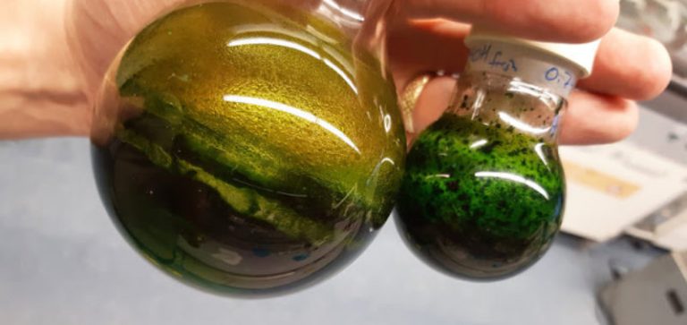 Σκεύασμα Αρτεμισίας (αψιθιά) εγκρίνεται ως επίσημη θεραπεία για τον κορωνοιό στην Μαδαγασκάρη