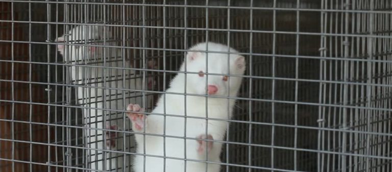 Συναγερμός στην Ολλανδία: Άνθρωποι φαίνεται πως μετέδωσαν τον κορωνοϊό σε ζώα