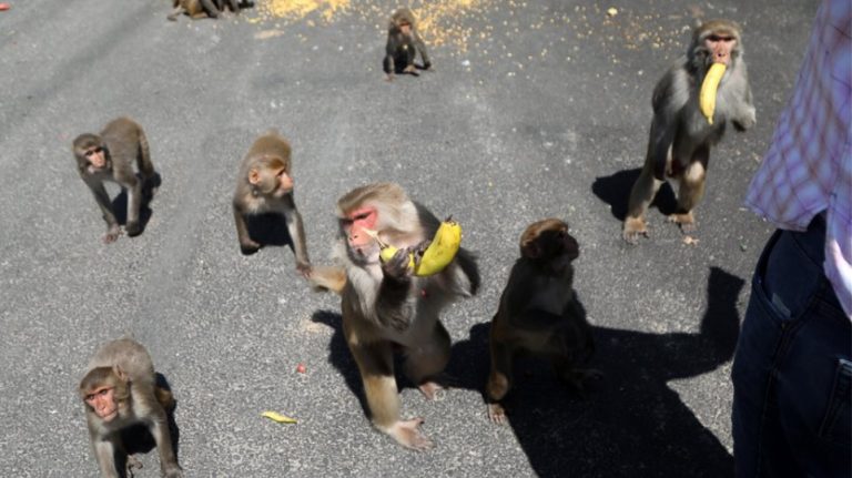 Ινδία: Αγέλη πιθήκων έκλεψε δείγματα αίματος ασθενών με κορωνοϊό