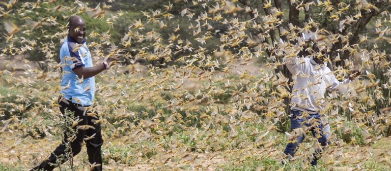 Ιράν: Πρωτοφανείς εικόνες από επιδρομή ακρίδων