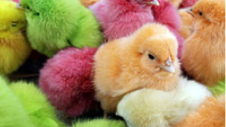 κο-κό-κότ ..τα καλά κοτοπουλάκια !!