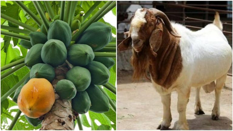 Η παπάγια Άννα και η κατσίκα Τερέζα βρέθηκαν θετικές στον κορωναιό. Αν τα θύματα