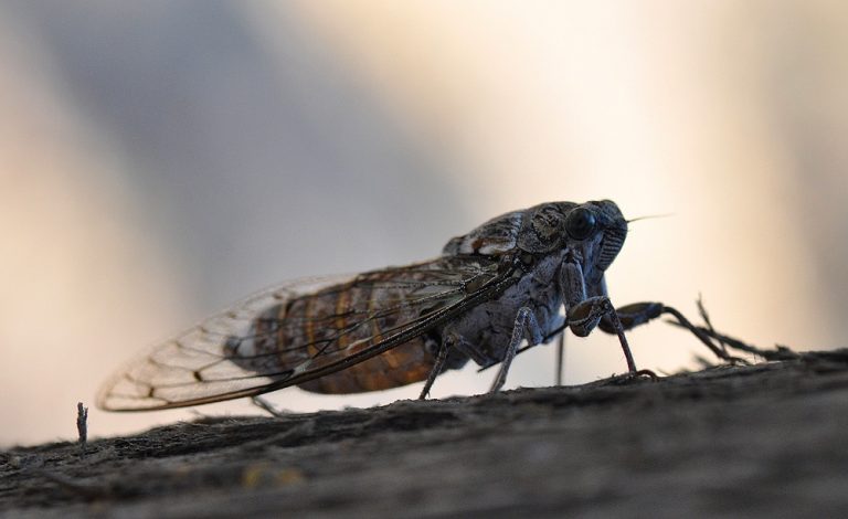 Η νοοτροπία του τζίτζικα που πρέπει να αποβάλουμε