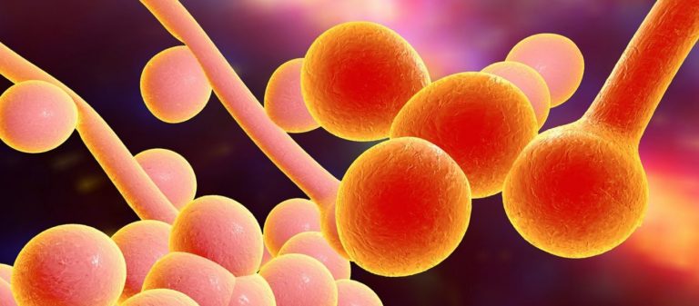 «Καμπανάκι» για μύκητα που μπορεί να προκαλέσει νέα πανδημία