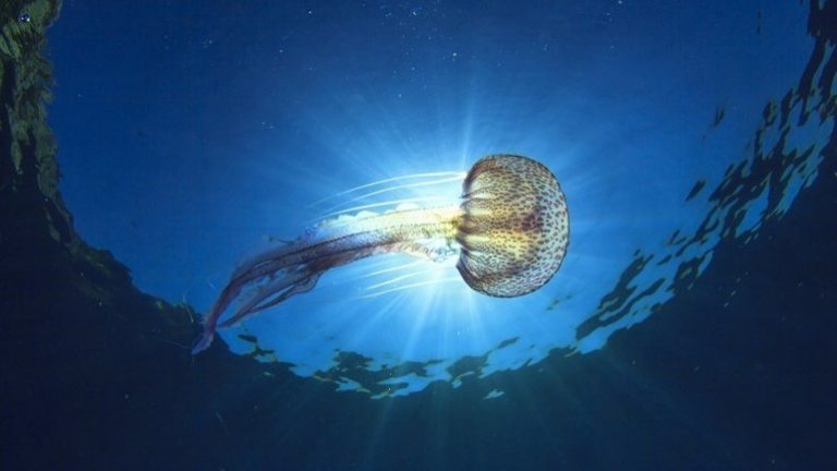 Οι μέδουσες επέστρεψαν – Αυξημένος αριθμός σε παραλίες της Βόρειας Ελλάδας