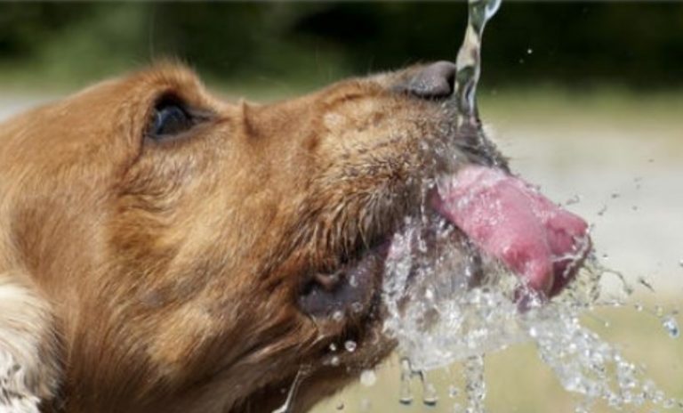 Ποιοι σκύλοι κινδυνεύουν περισσότερο να πάθουν θερμοπληξία το καλοκαίρι