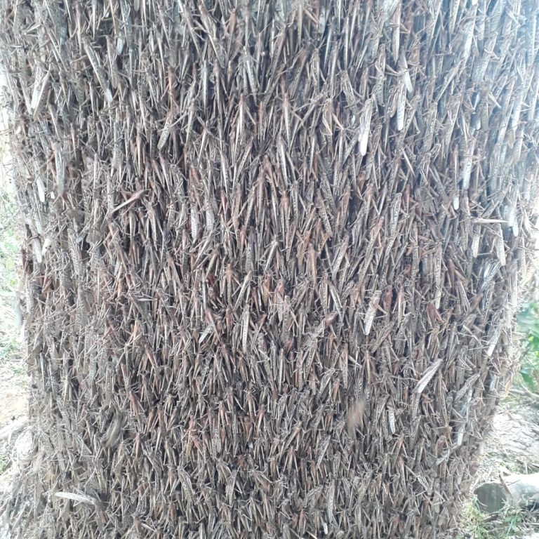 ΕΙΚΟΝΕΣ ΑΠΟΚΑΛΥΨΗΣ! 40 ΕΚΑΤ. ΑΚΡΙΔΕΣ “ΧΤΥΠΟΥΝ” ΠΕΡΙΟΧΗ ΤΗΣ ΑΡΓΕΝΤΙΝΗΣ – ΒΙΝΤΕΟ