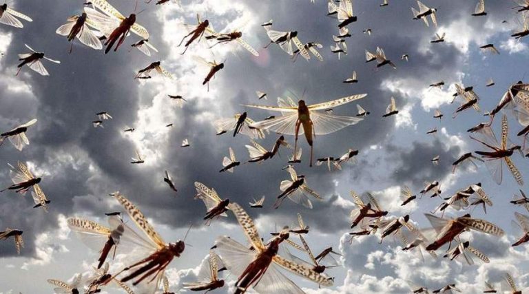 Όλα τα είχαν αυτό τους έλειπε! Μετά τον κορωνοϊό, μετά τα καιρικά φαινόμενα, έφτασαν και οι… ακρίδες στην Ιταλία