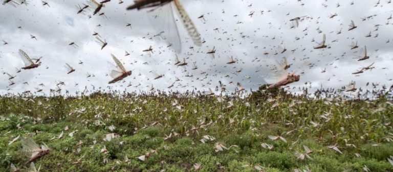 Οι πληγές του Φαραώ χτυπάνε την Ινδία – Σμήνη ακρίδων βιβλικών διαστάσεων σε όλη την χώρα