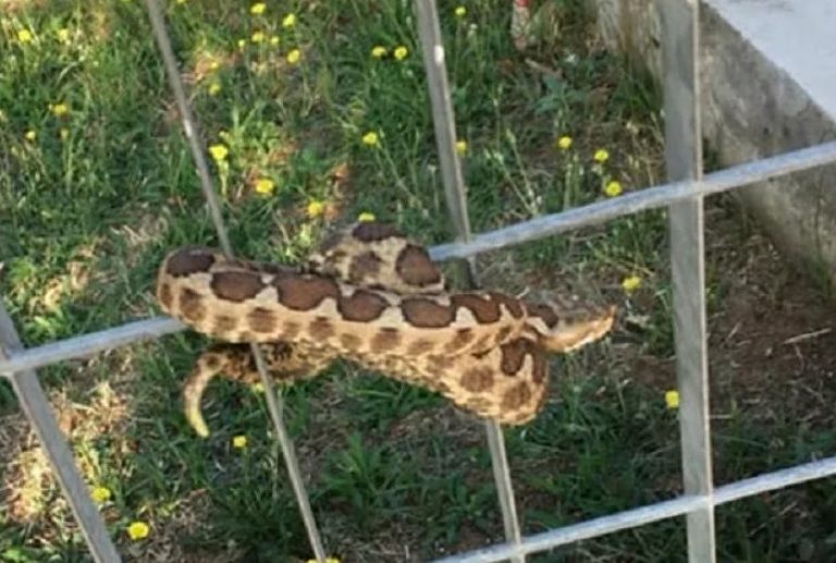 Οχιά εμφανίστηκε σε παιδική χαρά στη Θεσσαλονίκη