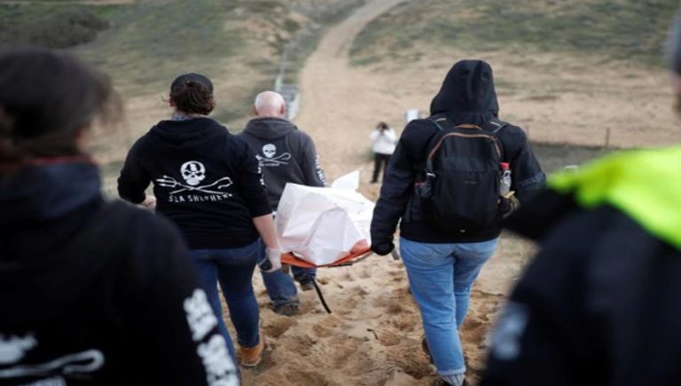 Τρομακτικό: Ρεκόρ νεκρών δελφινιών ξεβράζεται στις ακτές της Γαλλίας