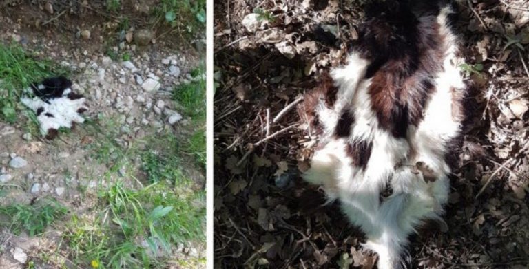 Συνεχίζεται η σφαγή των οικόσιτων ζώων στη Χίο από μετανάστες