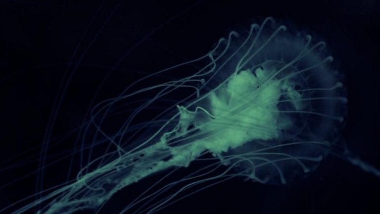 Συναγερμός στους επιστήμονες από κρούσμα αμοιβάδας που τρώει τον εγκέφαλο