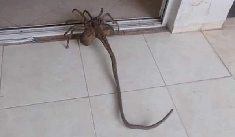 Αράχνη με… εξωγήινη εμφάνιση εντοπίστηκε στα Τρίκαλα