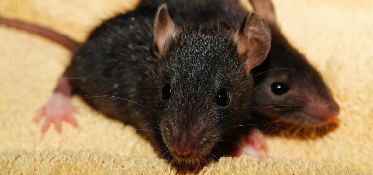 Και βουβωνική πανώλη