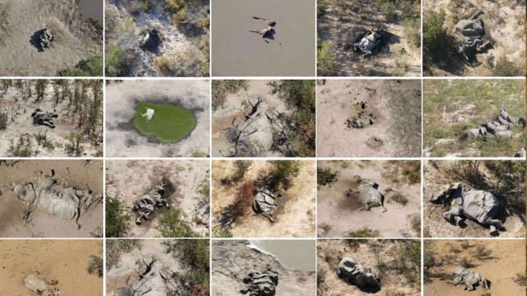 Μυστήριο με μαζικούς θανάτους ελεφάντων στη Νότια Αφρική – Γιατί ανησυχούν οι επιστήμονες;