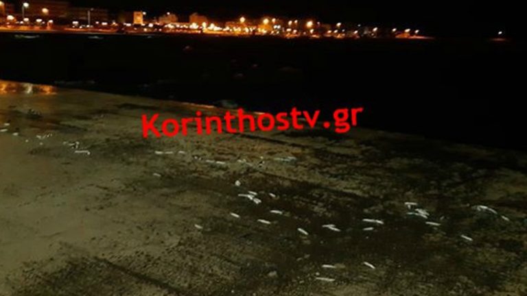 Κόρινθος: Γέμισε με δεκάδες νεκρά ψάρια η παραλία του Αγίου Νικολάου