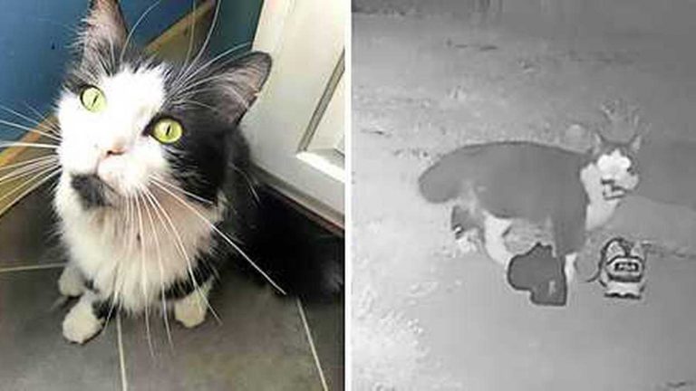 Γάτα κλέβει δεκάδες παπούτσια από γείτονες