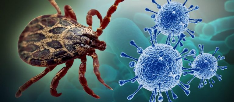 Συναγερμός στην Κίνα: 7 νεκροί από τον ιό SFTS – Ποια τα συμπτώματα και πως συνδέεται με τις αράχνες