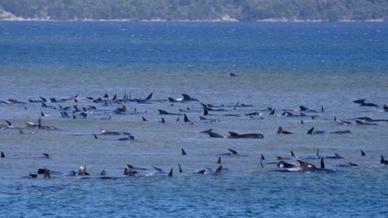 Τασμανία: Περίπου 270 φάλαινες εγκλωβίστηκαν σε ακτή
