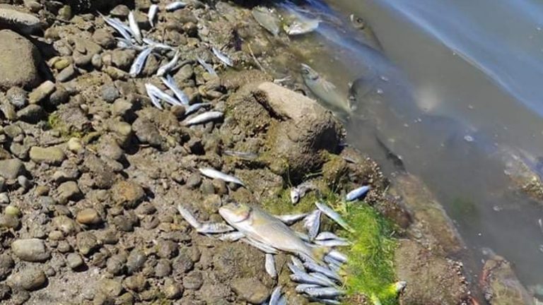 Ξάνθη: Νεκρά ψάρια στη Λίμνη Βιστωνίδα