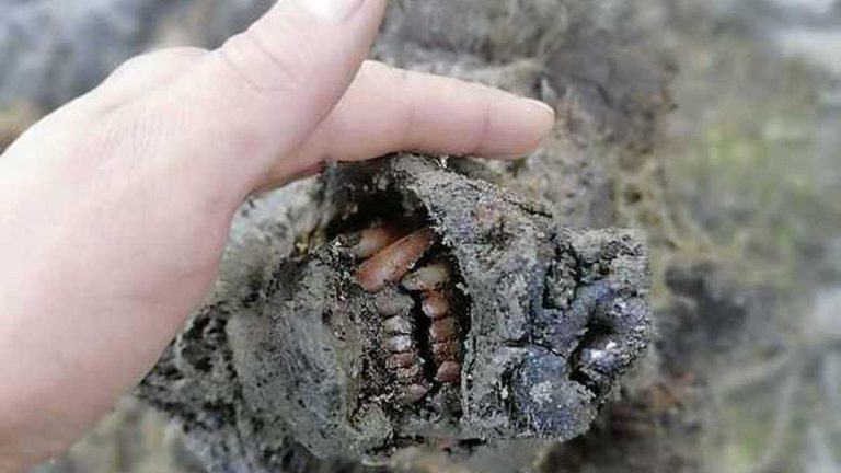 ΣΙΒΗΡΊΑ: ΛΙΏΝΟΥΝ ΟΙ ΠΆΓΟΙ ΚΑΙ ΒΡΊΣΚΟΝΤΑΙ ΆΘΙΚΤΑ ΖΏΑ ΤΗΣ ΕΠΟΧΉΣ ΤΩΝ ΠΑΓΕΤΏΝΩΝ